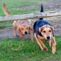 Digit Western Cape | Pet Detection